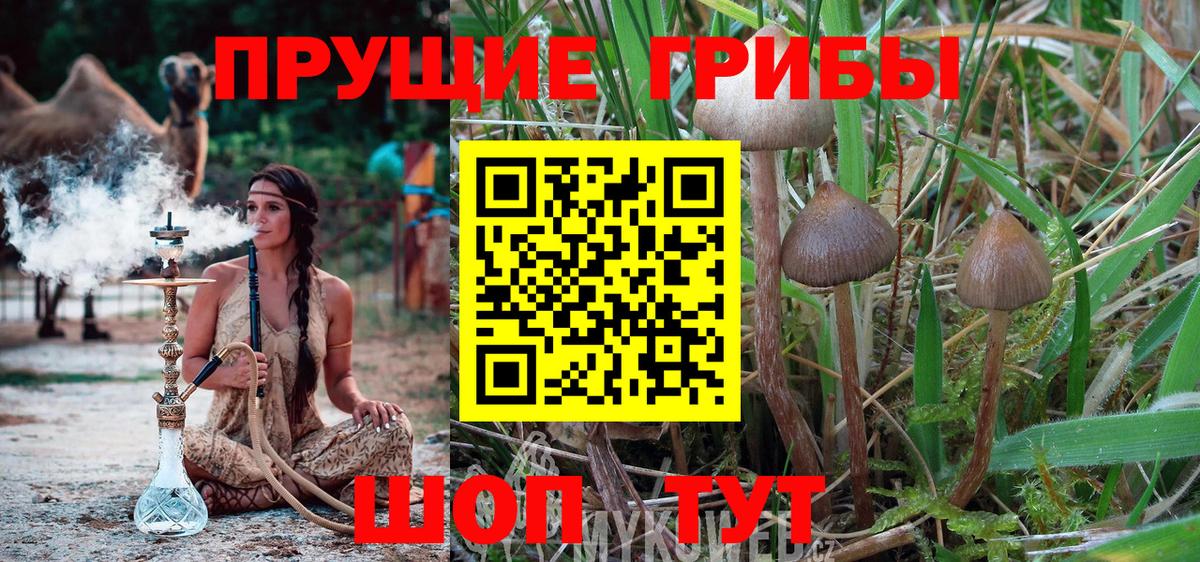 Благодарный  где продают   Вход с VPN  Псилоцибиновые грибы Cubensis 